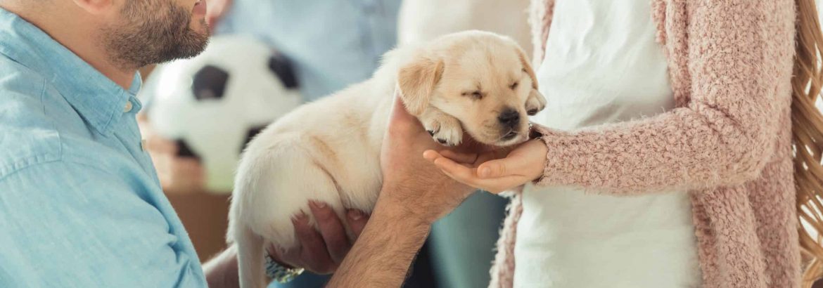 What You Should Know Before You Get a Dog As a Family Pet